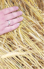 Mitarbeiter des LTZ Augustenberg haben die Sommergerstensorten geprüft.