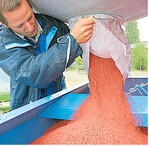 Ein Landwirt füllt gebeiztes Getreidesaatgut in die Sämaschine.