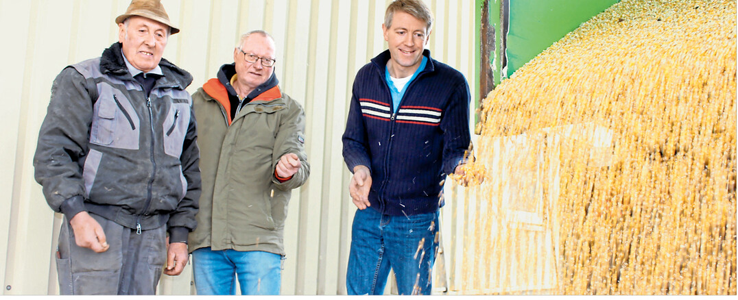 Wir trocknen langsam und schonendend bei 70 Grad. Das tut dem Mais gut", sagt Betriebsleiter Jürgen Hieber (rechts), der mit Vater Georg Hieber (links) und Werner Urban, Nebenerwerbslandwirt aus Bernstadt, den angelieferten Mais begutachtet. Energieträger für das selbstkonstruierte Trocknungssystem ist die Abwärme eines Blockkraftwerkes, das mit Biomethan betrieben wird.
