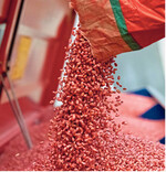 Saatgut sollte schonend bewegt werden, um Staubbildung zu vermeiden.