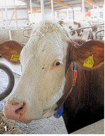 Ein Transponder, den die Kuh am Halsband trägt, zeichnet wichtige Aktivitätsdaten, wie zum Beispiel die Dauer des Wiederkäuens, auf. Erkrankungen, durch die das natürliche Verhalten der Tiere abweicht, können so frühzeitig vom Tierhalter erkannt werden.