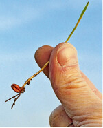 Gesundes Korn: Gegen frühen Befall mit Fusarium wirken insbesondere chemische Beizen gut.