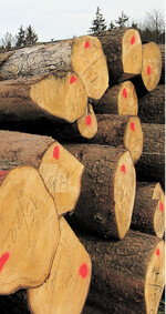 Brummt die Wirtschaft, dann wächst die Erzeugung von Rundholz. Das kommt sogar dem Klima zugute, wie die FAO feststellt.