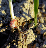 Vor Krankheiten geschützt: Eine Beize umgibt das keimende Samenkorn.