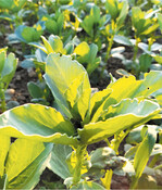 Das Mittel wirkt gegen einjährige zweikeimblättrige Unkräuter in Ackerbohnen.