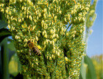 Sorghum-Blühmischungen.
