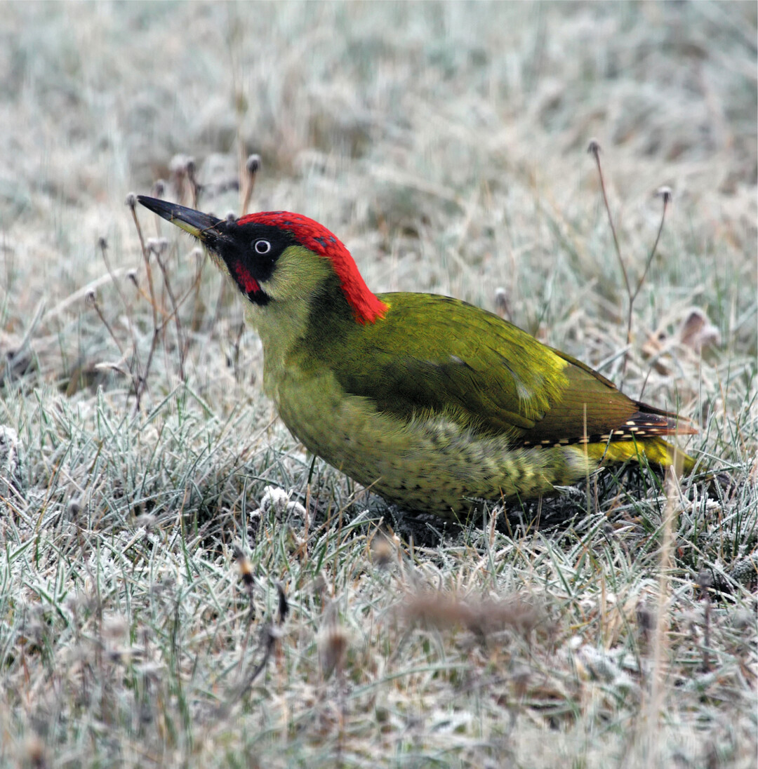 Der Grünspecht lebt hauptsächlich am Boden, er zählt zu den Erdspechten. Hier findet er seine Hauptnahrung wie Larven, Würmer und Ameisen. Im Winter bevorzugt er Ameisenhaufen, in die er tiefe Löcher gräbt. Mit seiner fast 10 cm langen, klebrigen Zunge ist er bestens auf den Ameisenfang ausgerüstet. Der lachende Sprecht" hat einen lauten, keckernden Ruf. Steuobstwiesen sind sein idealer Lebensraum, mit dicken, morschen Bäumen für den Bau von Bruthöhlen und Insektenfutter auf der Wiese darunter.
