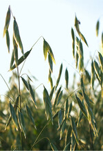 Hafer könnte ein heißer Kandidat für 2022 sein, da er kaum Stickstoff benötigt.