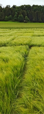 Braugerstesorten dominierten in den Öko-LSV Sommergerste.