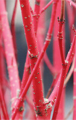 Die Hartriegelsorte Cornus alba Sibirica ist leuchtend rot.