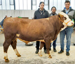 Der Vorderwälderbulle Olymp wechselt zur RBW-Besamungszentrale Herbertingen.