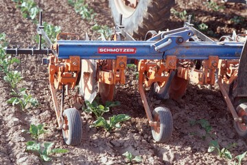 Mechanische Unkrautregulierung in Zuckerrben