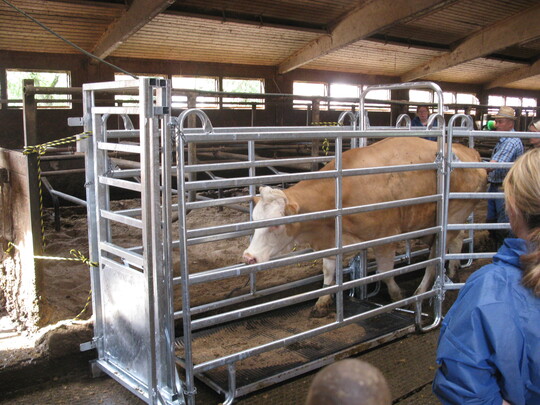 Die mobile Waage zum Wiegen der Tiere kann flexibel im Laufstall aufgestellt werden. So zeigen die K�he keine Scheu, wenn Reinhold Haag sie auf seinem Betrieb in Sulzbach-Berwinkel (Landkreis Rems-Murr) der Waage zutreibt.