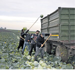 Krauternte ist Hand- und Knochenarbeit. Bei Kemmlers sind Ernte-Trupps von sechs oder acht Personen unterwegs.