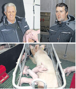 Das Wohlbefinden der Tiere steht im Vordergrund: Günther und Andreas Luidthardt (oben links und rechts) nehmen ihre Verantwortung als Tierhalter sehr ernst. Alle Stalleinrichtungen entsprechen aktuellen Anforderungen. Unten ein Blick in den umgebauten Abferkelbereich.