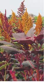 Auf den Versuchsflächen um Straubing können die Besucher Amarant und andere Energiepflanzen besichtigen.