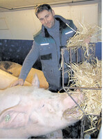 Ran an die Raufen: Die Wartesauen von Andreas Schmidle sind ganz wild auf die täglichen Strohgaben. „Das Raufutter tut den Muttertieren gut. Sie sind beschäftigt und dadurch ruhiger", macht der Landwirt deutlich.