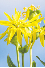 Die gelben Blüten der Silphie ziehen Bienen an.