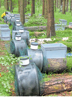 Forscher haben in unterschiedlichen Waldregionen Holzstämme verschiedener Baumarten ausgelegt.