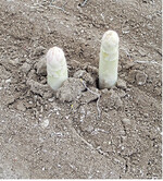 Spargel zuviel N ist schlecht, aber auch zu wenig. Mykorrhiza-Produkte können das Wachstum fördern.