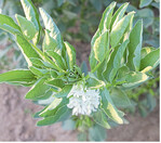 Bei den Ackerbohnen nahm die Anbaufläche 2017 um circa 40 Prozent zu.