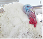 Typisch: Fast ausgewachsene Pute, hier bei Thomas Palm, mit dem blauen Kopf.