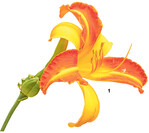 ‘Frans Hals’ ist eine der wenigen zweifarbigen Sorten.