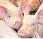 Schweine gibt es europaweit reichlich, aber nicht genug Nachfrage. Deshalb stehen die Preise unter Druck.