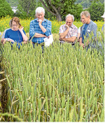 In Karlsruhe-Grötzingen ist ein Standort der Sortenprüfungen von Getreide für den ökologischen Landbau.