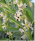 Auf zwei Prozent der Ackerfläche im Land stehen Körnerleguminosen.
