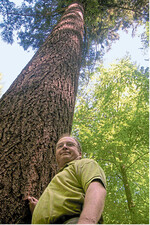 Eindrucksvolle Douglasie im Rems-Murr-Kreis (2001: 56 m Höhe, 1,20 m Brusthöhendurchmesser).