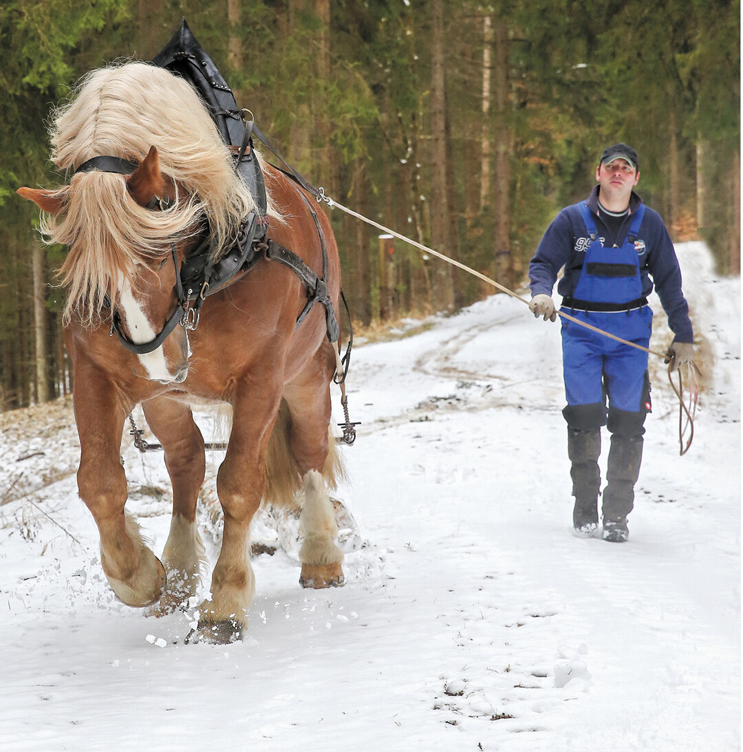 Das Holzrücken in Pfronstetten im Landkreis Reutlingen geht auch mit einer Pferdestärke.