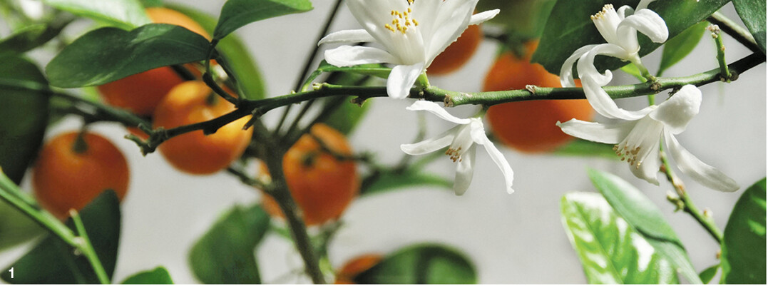 Calamondinpflanzen blühen und fruchten gleichzeitig.