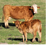 Die Blauzungenkrankheit beeinflusst die Kälberpreise im Land.