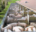 Mit Haltungskriterien, wie zum Beispiel der Zugang zu frischer Luft oder ein höheres Platzangebot, sorgen Qualitätsprogramme für mehr Tierwohl