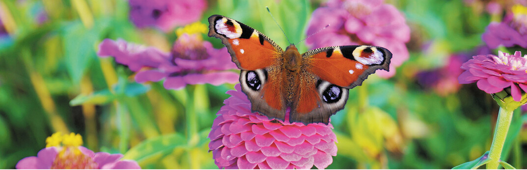 Das Glück ist ein Schmetterling. Setz dich ruhig hin und er kann sich auf deiner Schulter niederlassen.