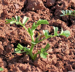 Junge Kichererbsenpflanze.