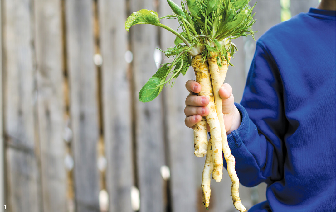 Meerrettich lässt sich kinderleicht im Garten kultivieren.