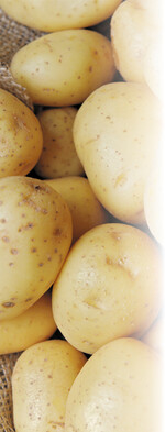 Auch bei Ökokartoffeln ist die äußere Qualität entscheidendes Kriterium für die Vermarktungsfähigkeit von Partien.