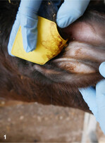 Bei diesem Kalb wurde die Ohrmarke zwar auf einem der Knorpelstränge platziert, aber es sind keine Anzeichen einer Wundläsion erkennbar.