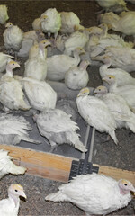 Im Vergleichsversuch bevorzugten die Puten das Gesteinsmehl zum Baden und den Sand zum Picken.
