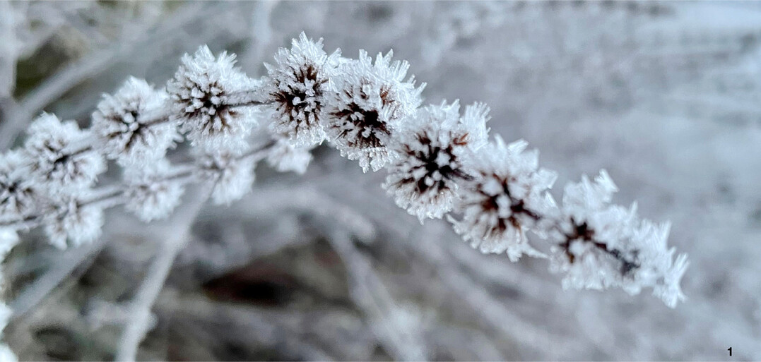 Stauden, die stehen geblieben sind, leuchten im Winter wie Eiskunstwerke. Das finden auch ordentliche Nachbarn schön.