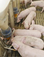 In Europa und den USA schrumpft die Tierhaltung. Das setzt Futtergetreide für andere Verwendungszwecke frei.