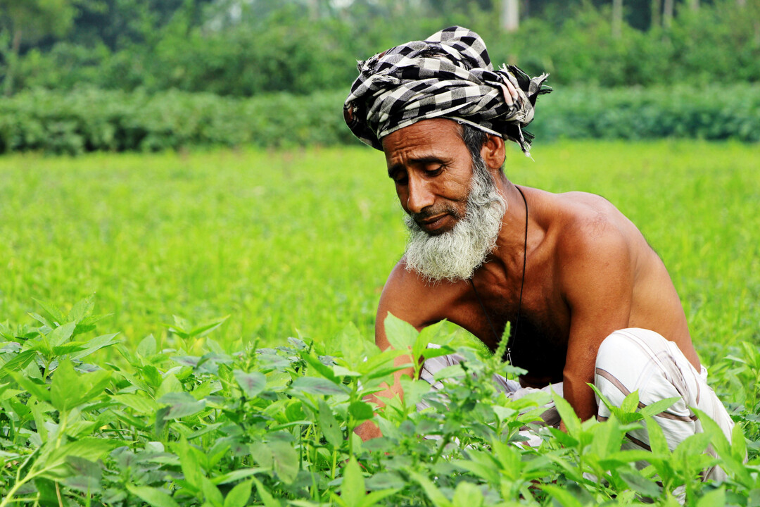 In den traditionellen Juteanbauregionen in Bangladesch verwendeten die Einwohner die Juteblätter jahrhundertelang als Medizin.