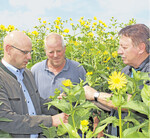 H-O-T Geschäftsführer Sebastian Damm, Landwirt Gerhard Giebler aus Hesselbronn und H-O-T Regionalbüroleiter im Hohenlohekreis Dr. Wolfgang Eißen (v. l.) sind vom Potenzial der Energiepflanze Durchwachsene Silphie überzeugt.