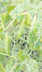 Hohe Proteingehalte und gute Beerntbarkeit zeichnen Erbsensorten aus.