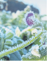 Gefrorene Platterbse: Zwischenfrüchte müssen bis zum 15. Februar stehen bleiben.