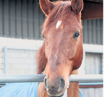 In Paddock- und Außenboxen können Pferde frische Luft schnappen, wann immer sie wollen.