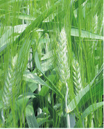 Die Sommerdurumsorten erreichten 2015 gute Qualitäten.