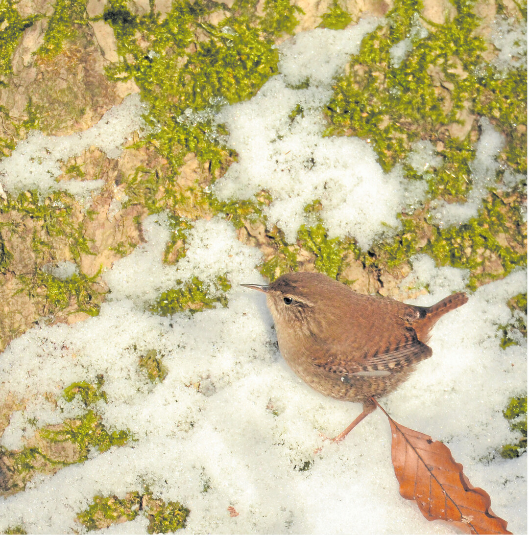 Der Zaunkönig ist mit nur neun Zentimetern Länge ein Winzling: Typisch das steil aufgerichtete, wippende Schwänzchen und der pinzettenartige Schnabel. Deutschlands größte Wintervogelzählung vom 6. bis 8. Januar 2017 hat bestätigt: Von den Meisenarten waren in badenwürttembergischen Gärten und Parks 50 bis 70 Prozent weniger als im Vorjahr zu beobachten. Mehr Info zu den aktuellen Ergebnissen der jährlichen Mitmach-Aktion des NABU unter www.stundederwintervoegel.de.